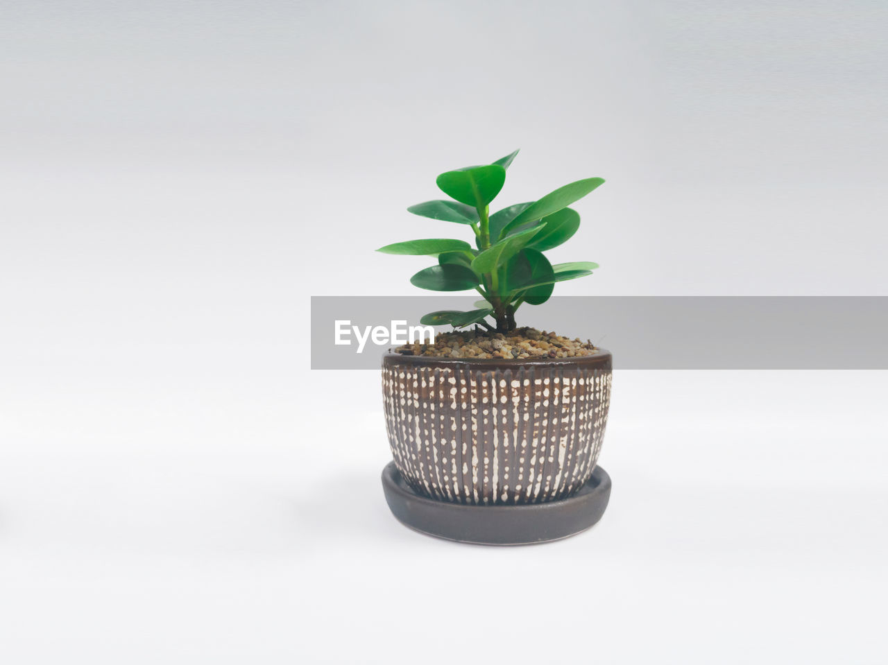 Close-up of potted plant against white background