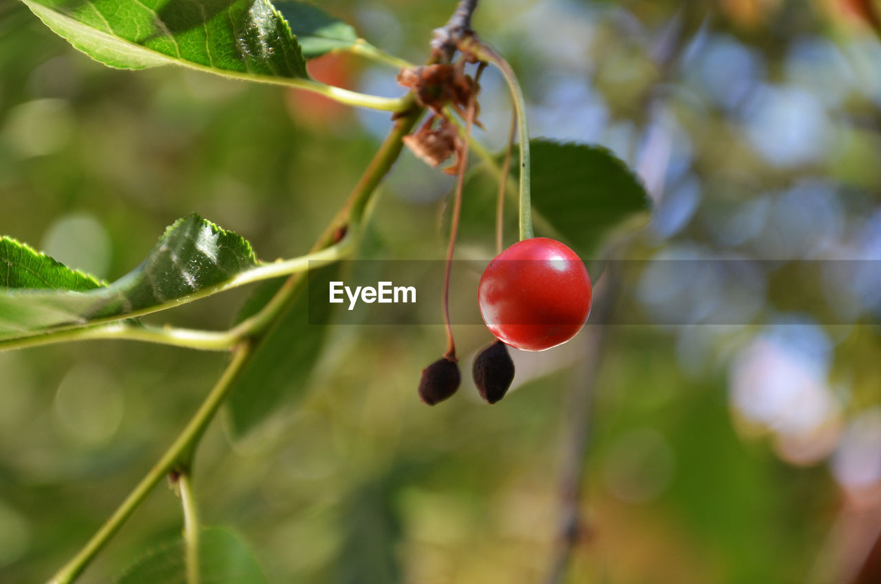 CLOSE-UP OF CHERRIES ON PLANT