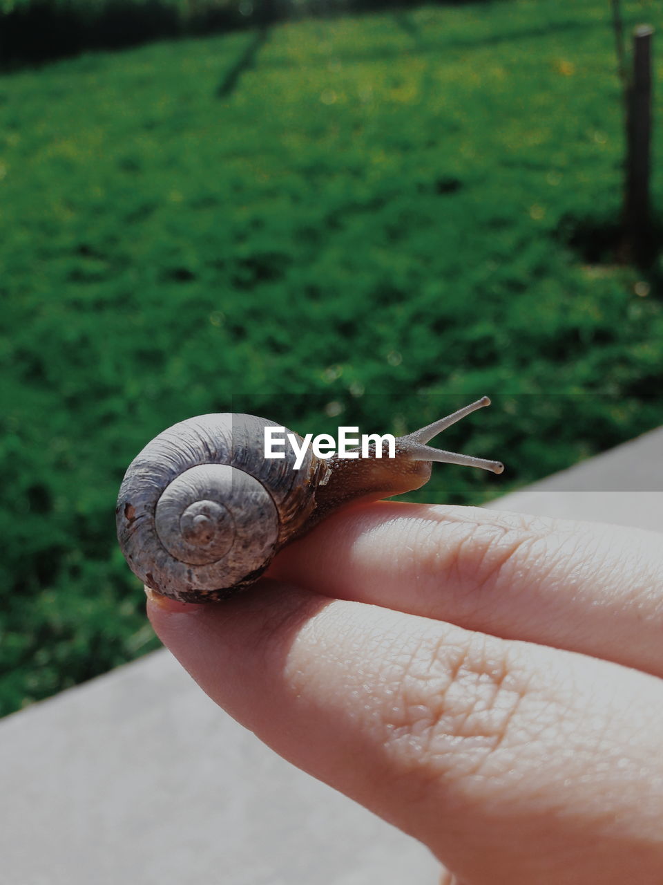 Cropped hand of person holding snail