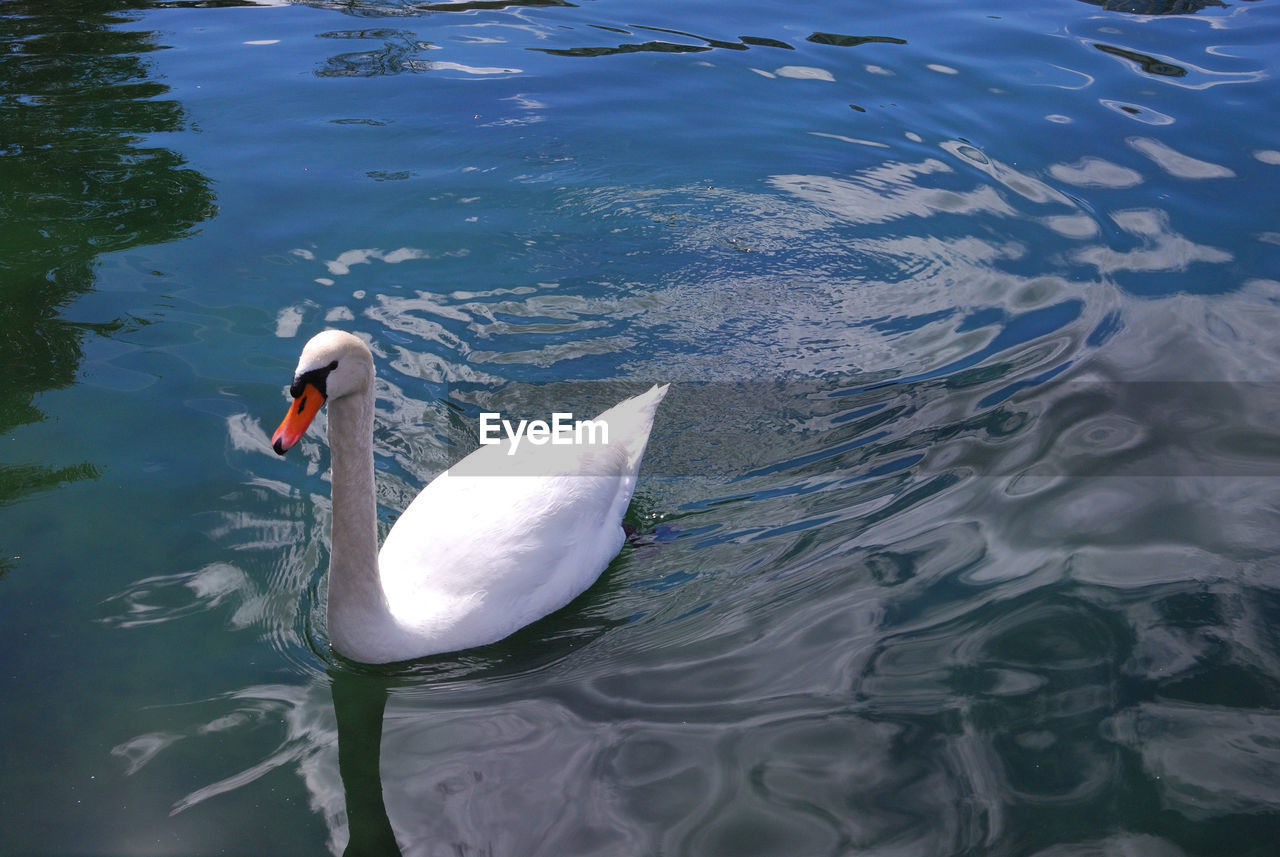 HIGH ANGLE VIEW OF SWANS SWIMMING IN LAKE