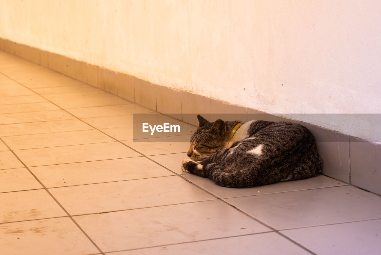 HIGH ANGLE VIEW OF CAT RELAXING ON FLOOR AGAINST WALL