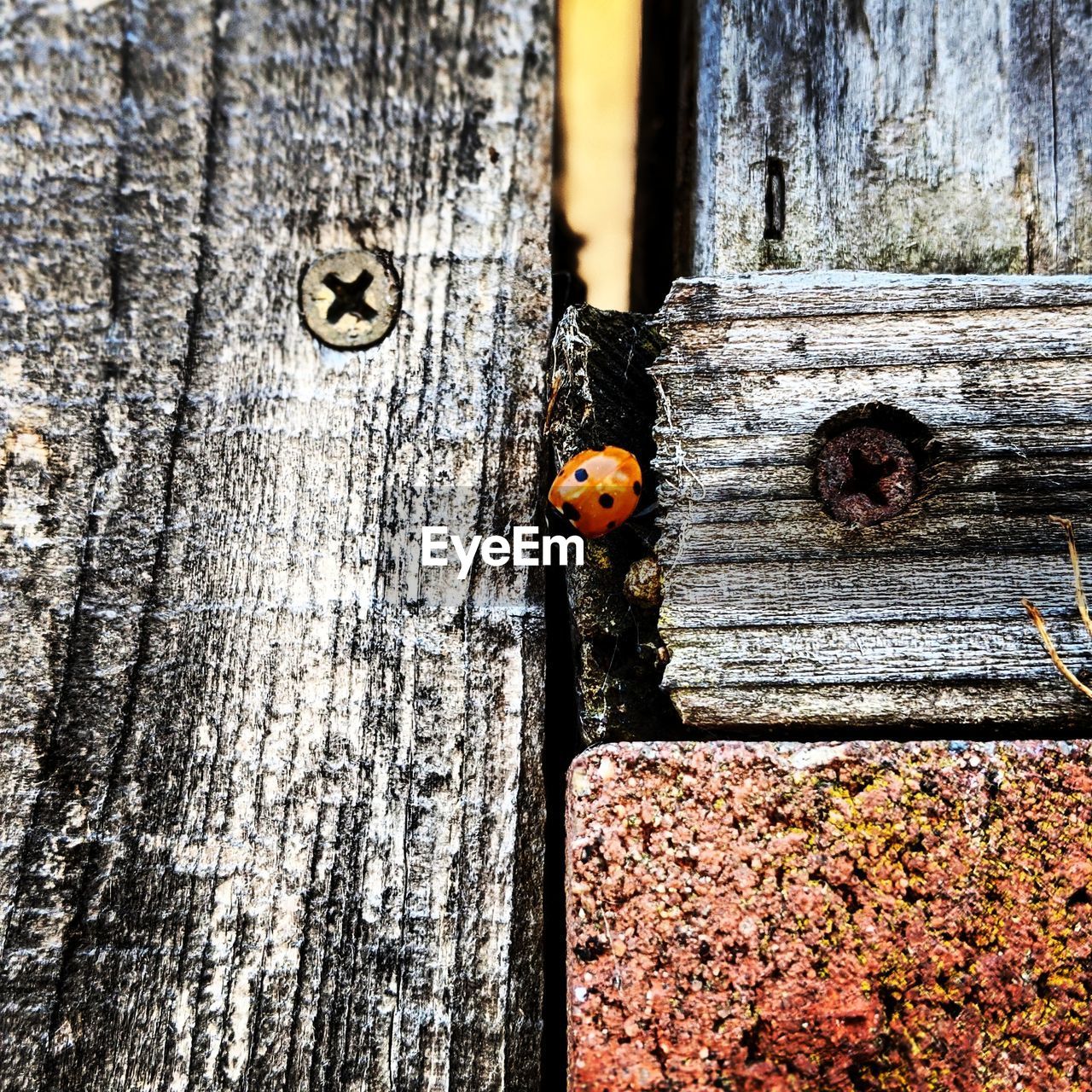 CLOSE-UP OF LADYBUG ON WOOD WITH TREE TRUNK