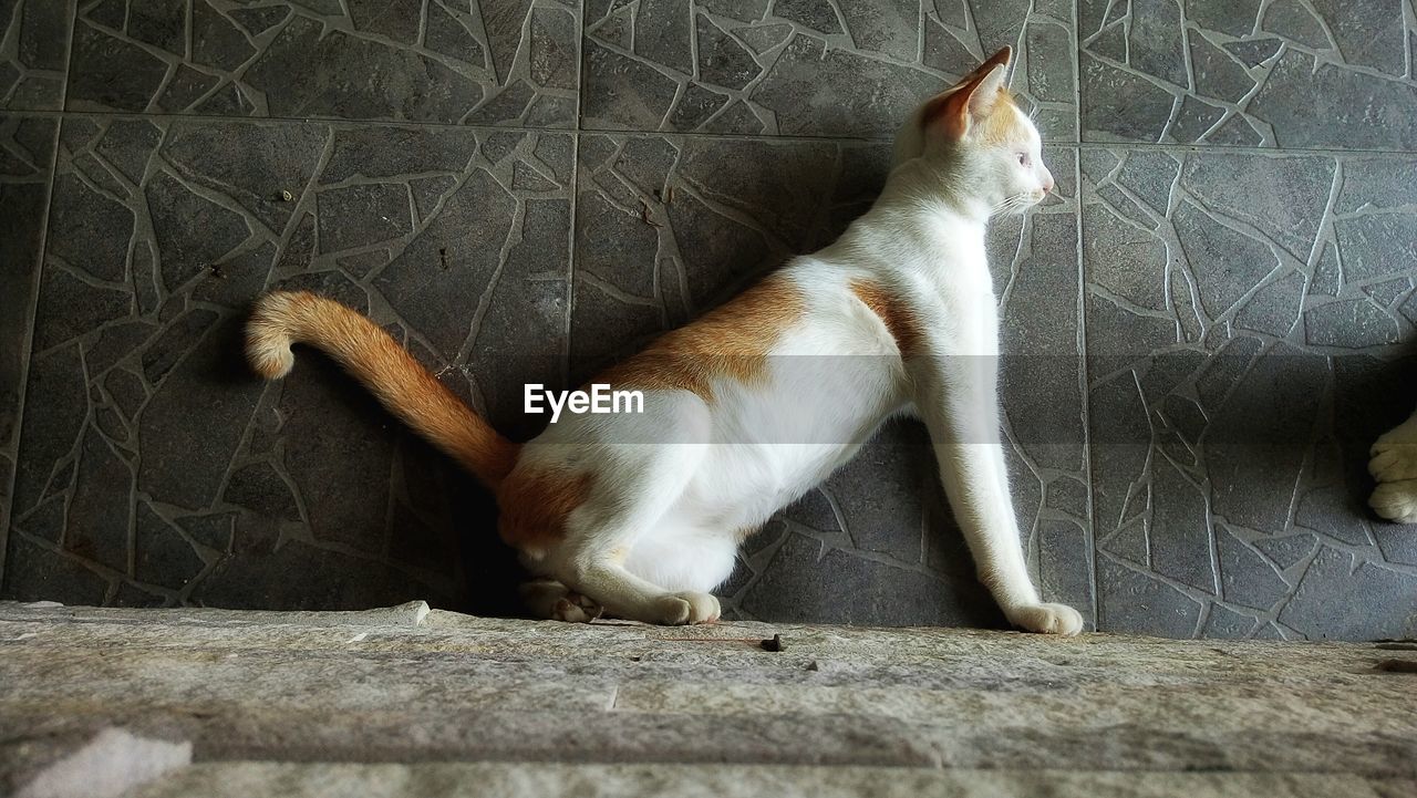 Cat relaxing on floor