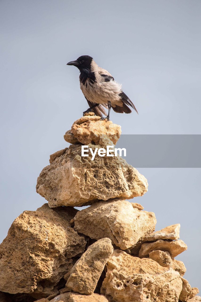 BIRD PERCHING ON ROCK AGAINST SKY