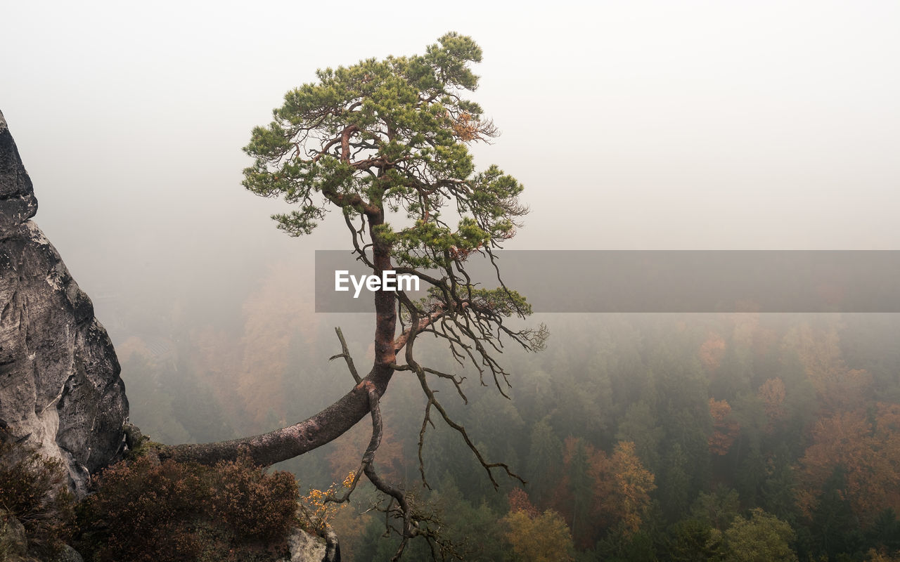 Tree growing on mountain during foggy weather