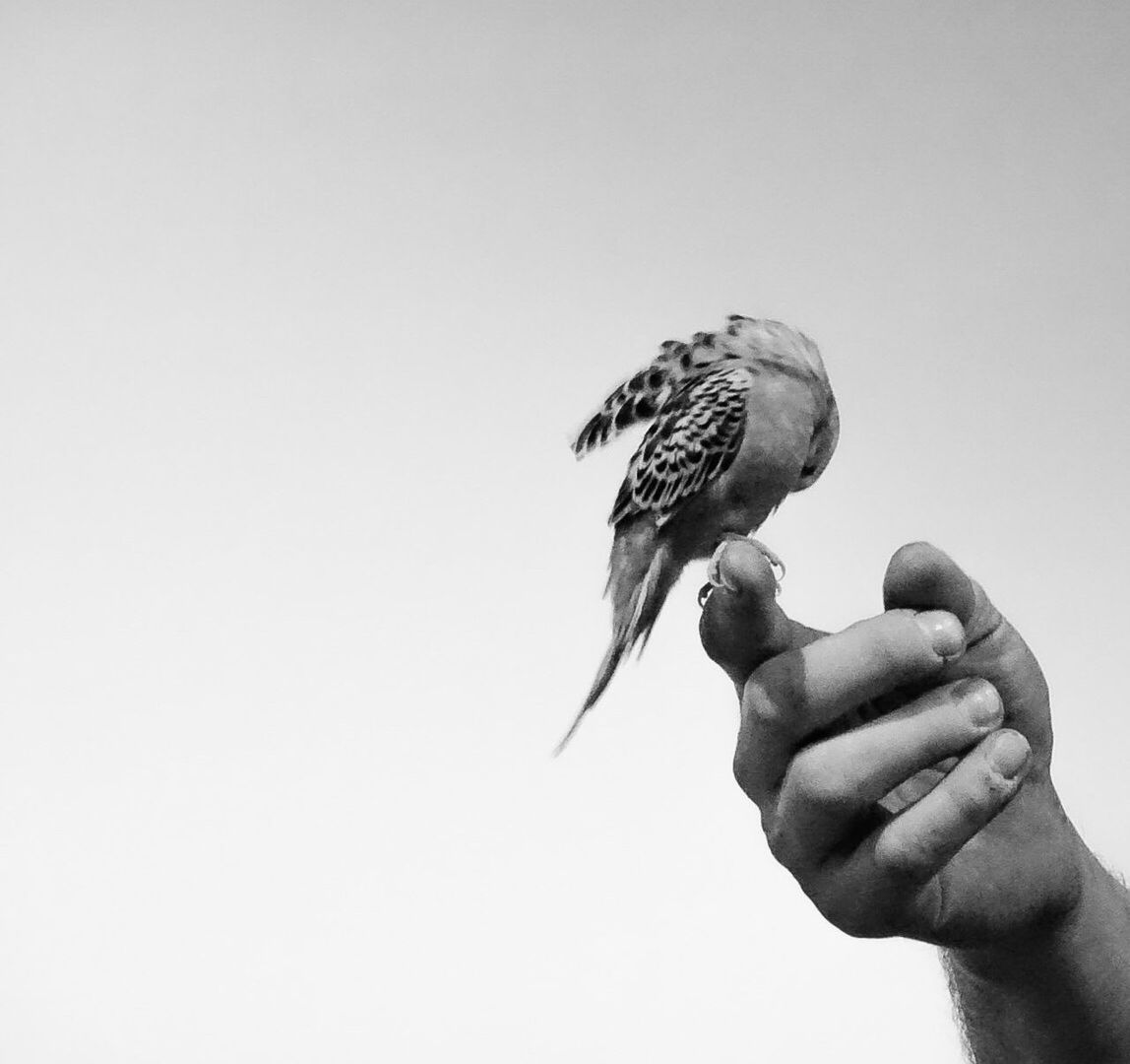 Close-up of bird perching on hand