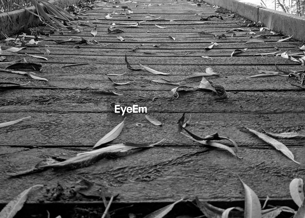 CLOSE-UP OF DRY LEAF ON GROUND
