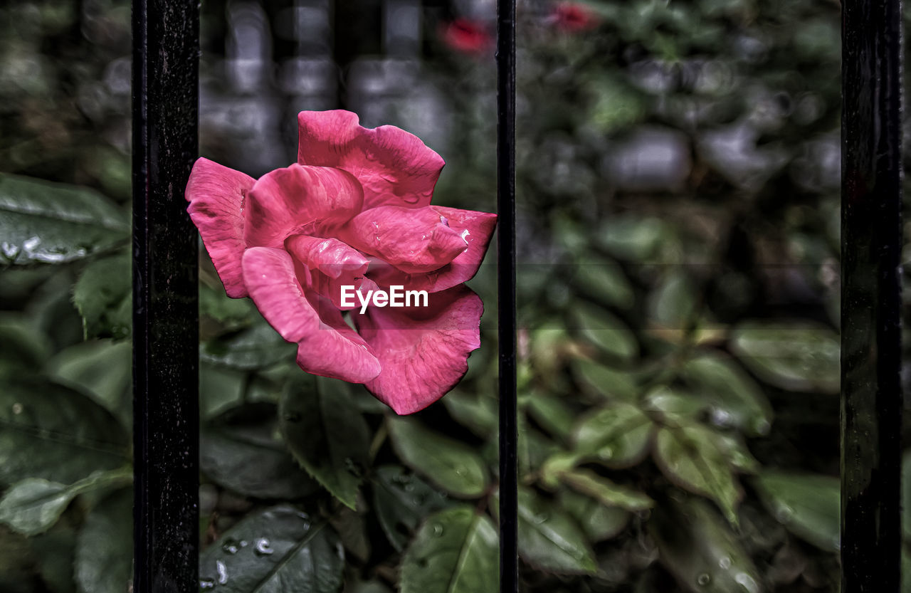 flower, flowering plant, plant, beauty in nature, pink, petal, freshness, close-up, inflorescence, fragility, rose, nature, flower head, growth, leaf, no people, plant part, outdoors, focus on foreground, red, fence, green