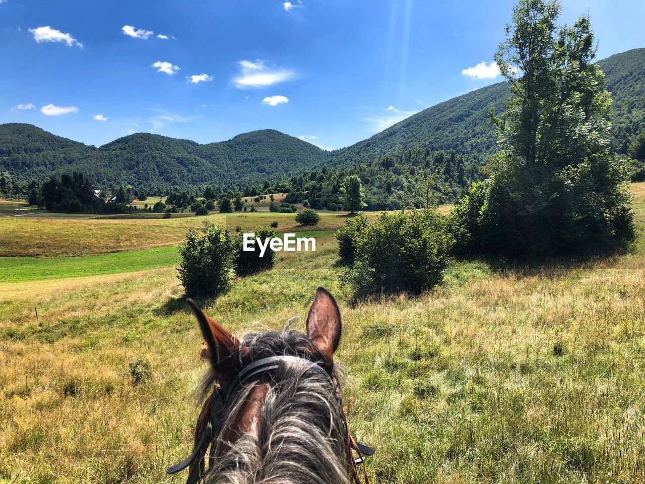 View of a horse on field