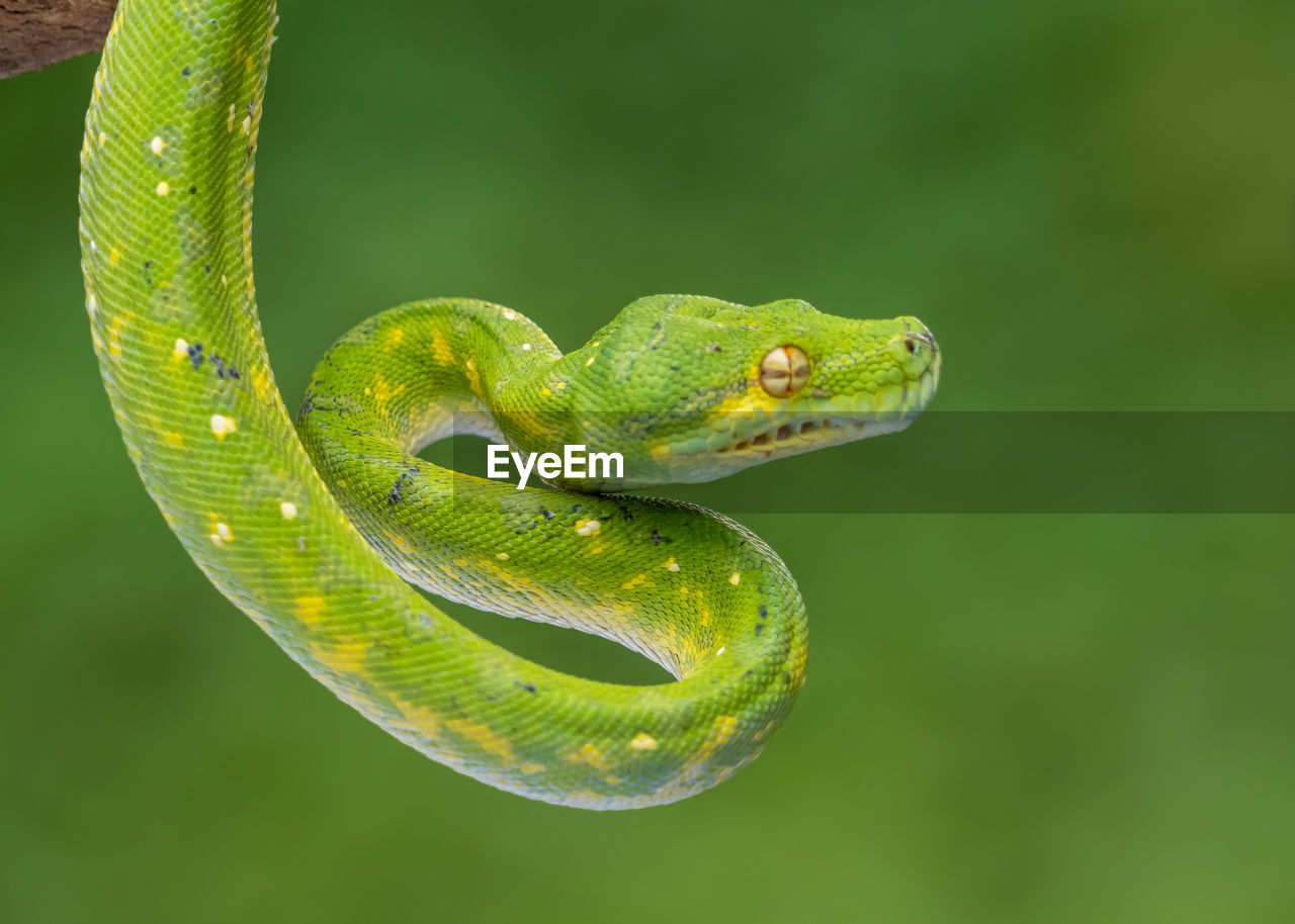 animal themes, animal, one animal, animal wildlife, green, reptile, wildlife, snake, no people, nature, close-up, tree, plant, macro photography, animal body part, rainforest, environment, outdoors, focus on foreground, day, forest, curled up, branch, lizard, side view