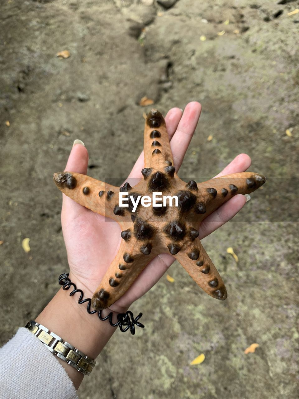 close-up of hand reaching starfish