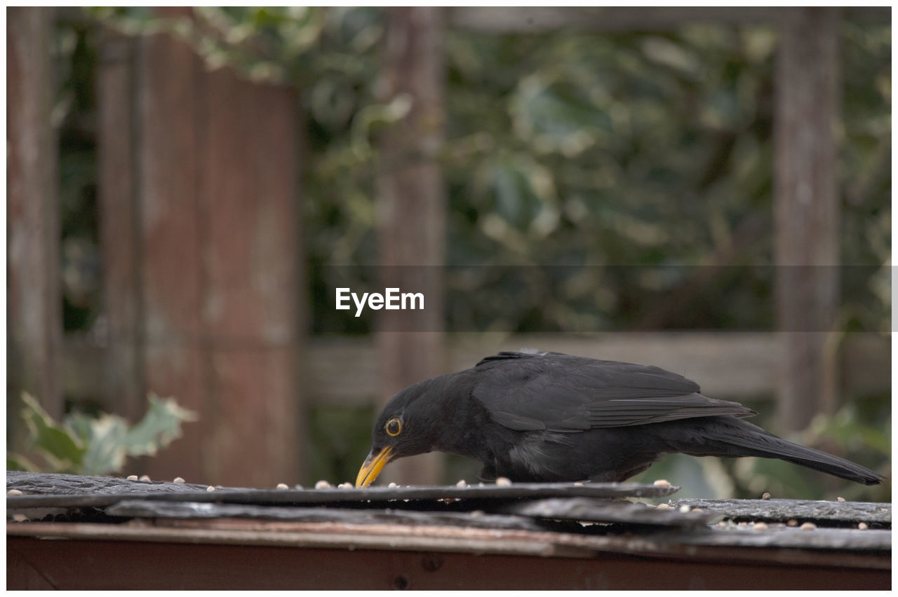 Black bird feeding in a kirriemuir cottage garden.