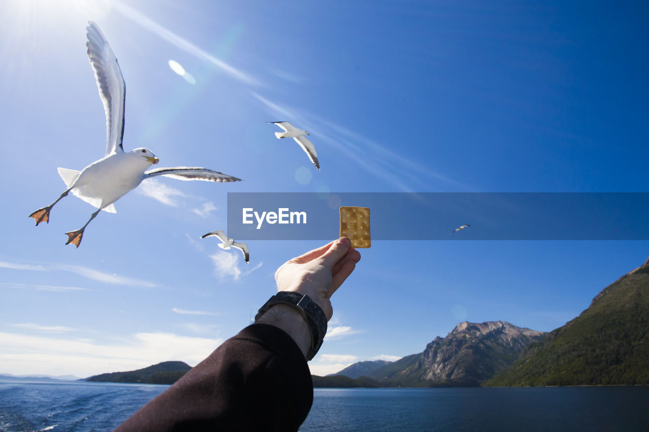 Low angle view of man feeding seagull against sky