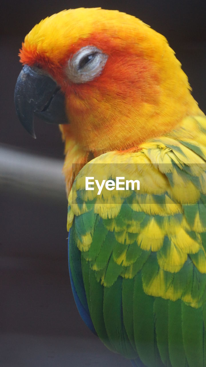 CLOSE-UP OF PARROT IN A YELLOW