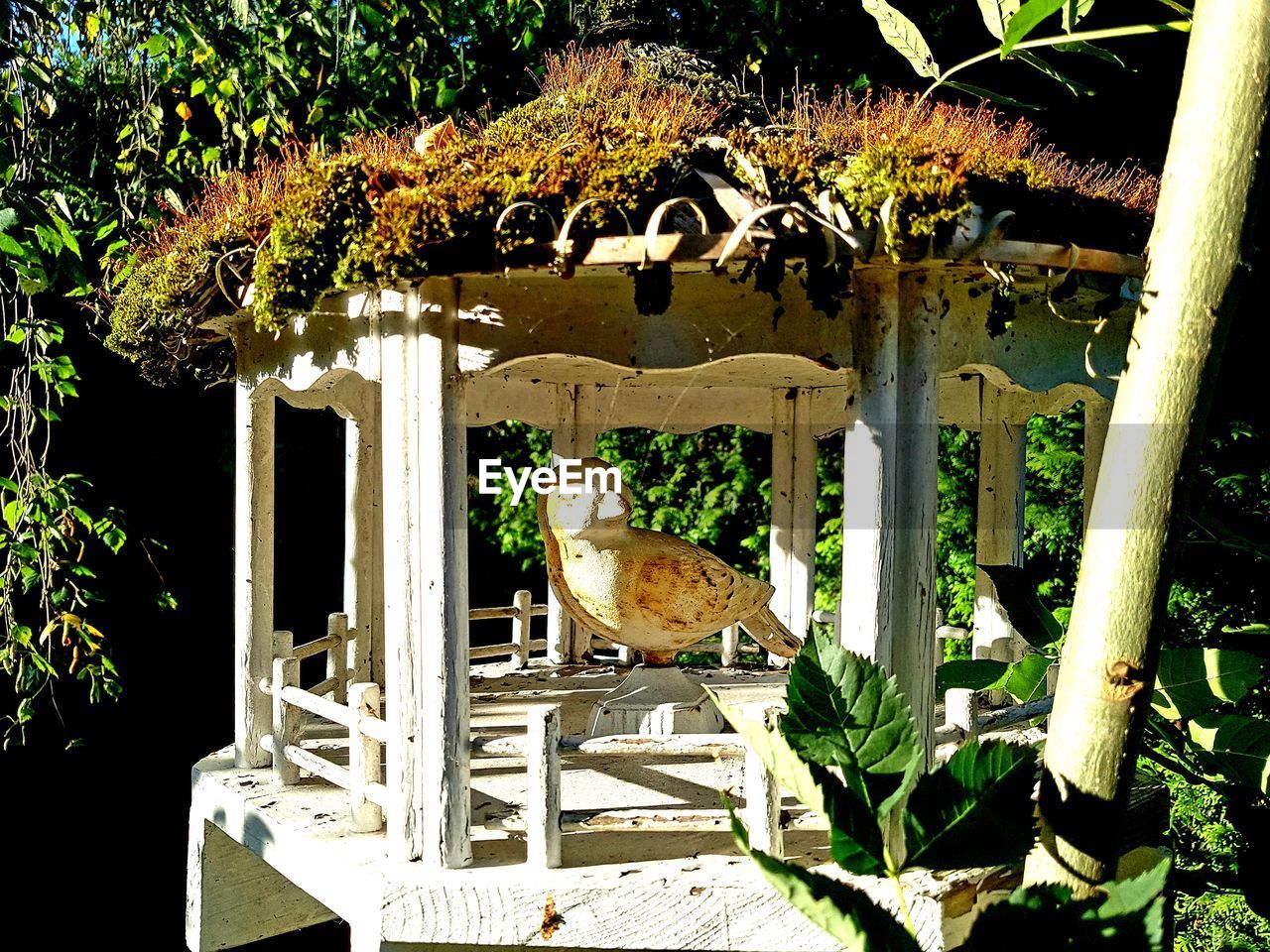 BIRDS PERCHING ON PLANTS