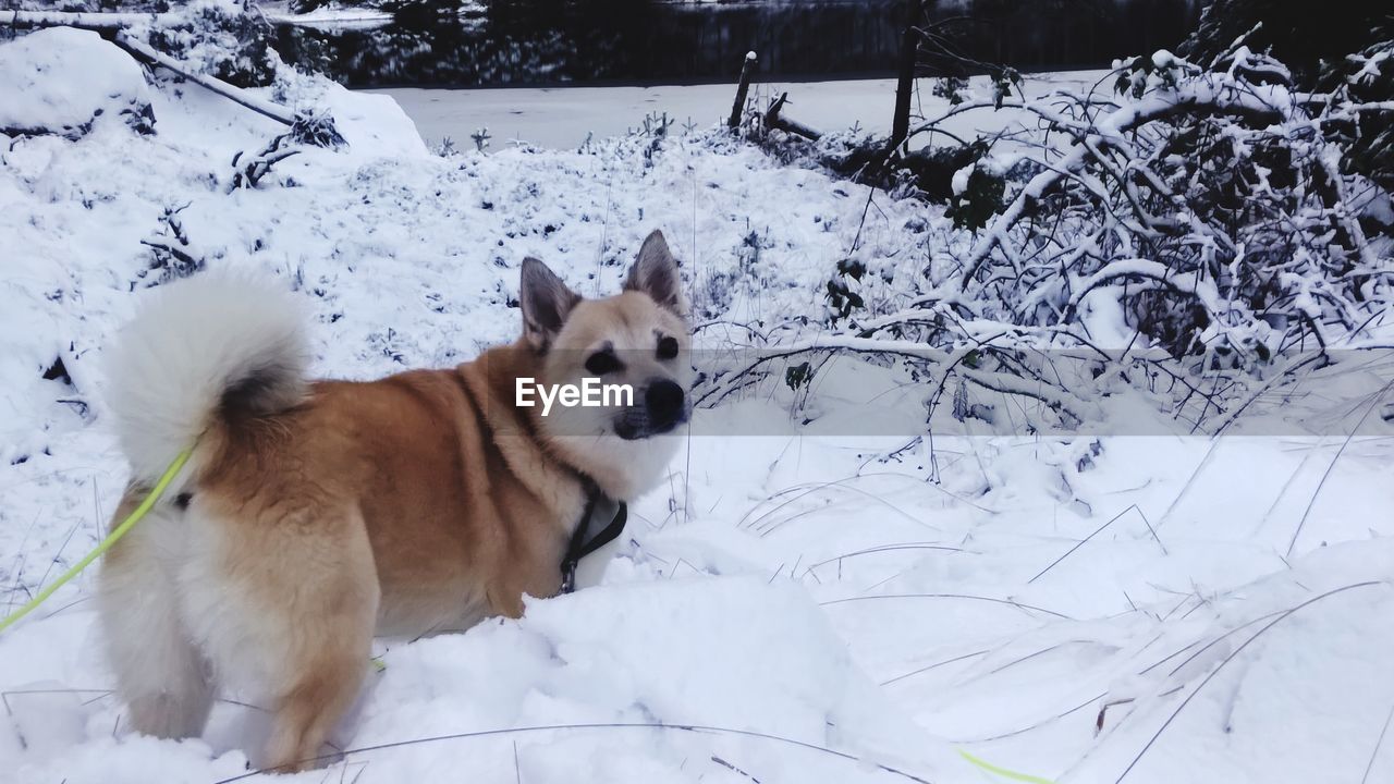 VIEW OF DOG ON SNOW COVERED LAND