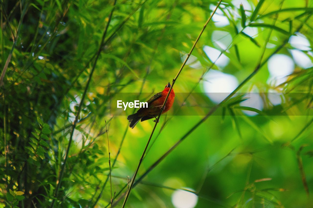 CLOSE-UP OF INSECT ON LEAF AGAINST PLANTS