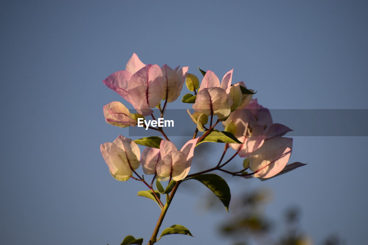 Low angle view of pink flowering bougainvillia against sky