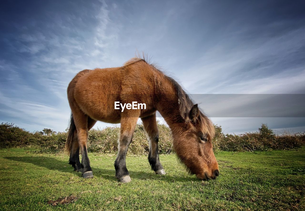 VIEW OF HORSES GRAZING IN FIELD