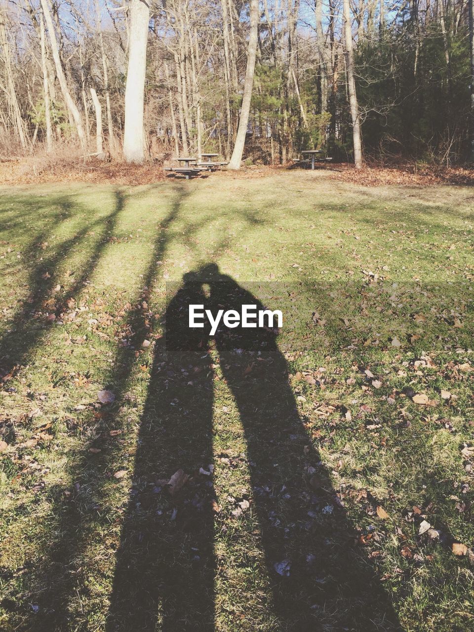 TREES ON GRASSY FIELD