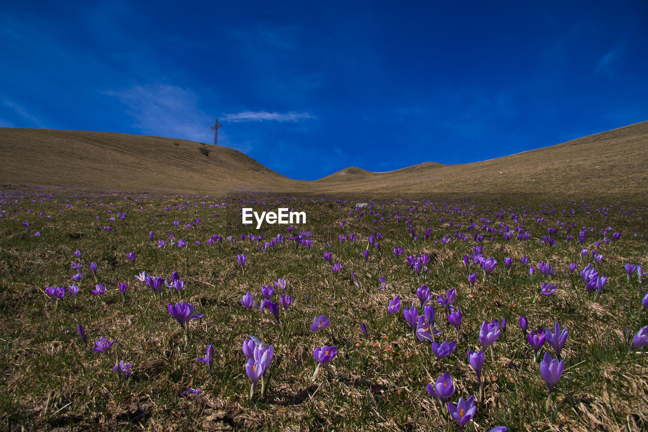 PURPLE FLOWERING PLANTS ON FIELD AGAINST BLUE SKY