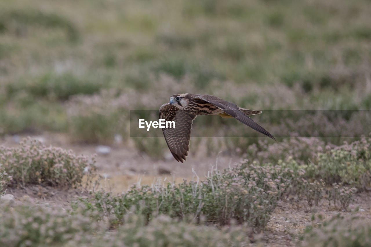 Bird flying over land