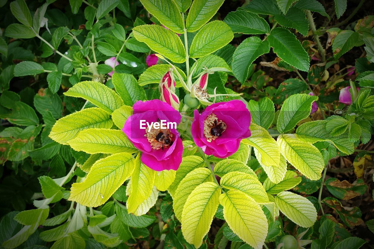 High angle view of bees on pink flower