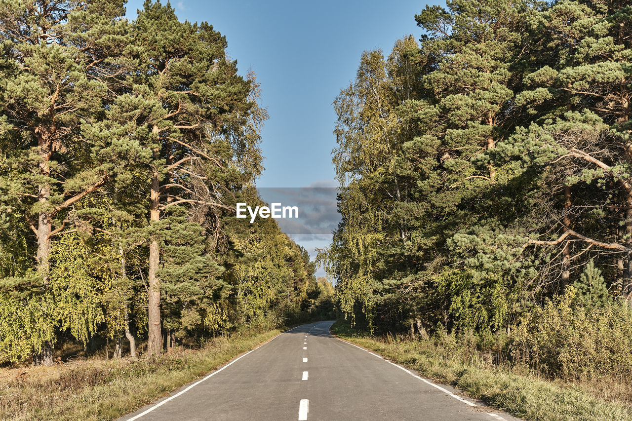 EMPTY ROAD ALONG PLANTS AND TREES