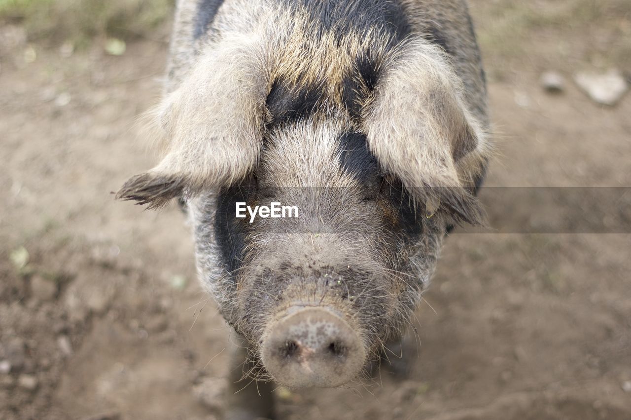Close-up portrait of a pig 