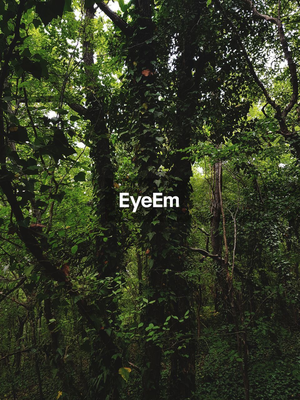 BAMBOO TREES IN FOREST