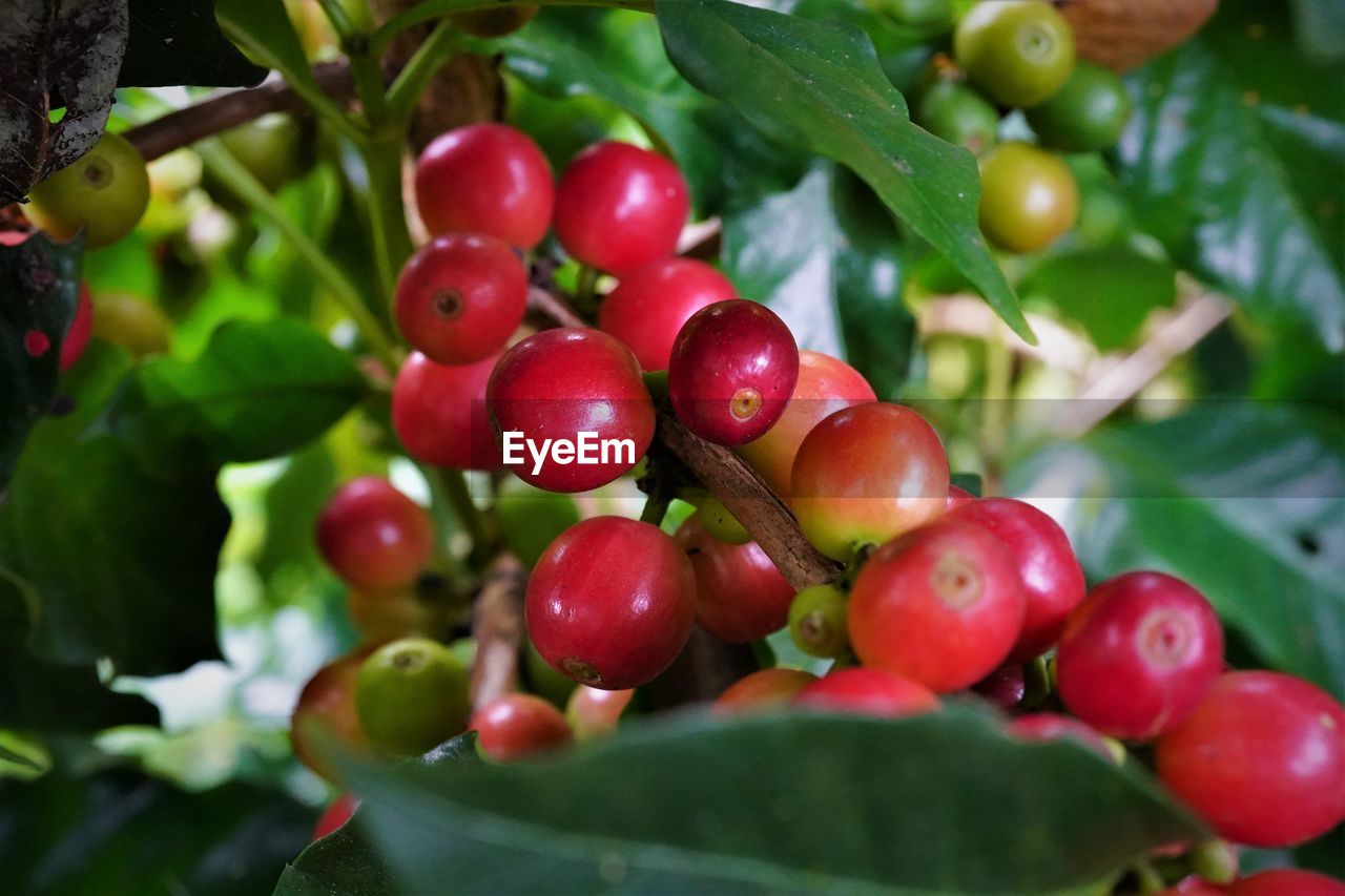 CLOSE-UP OF CHERRIES ON PLANT