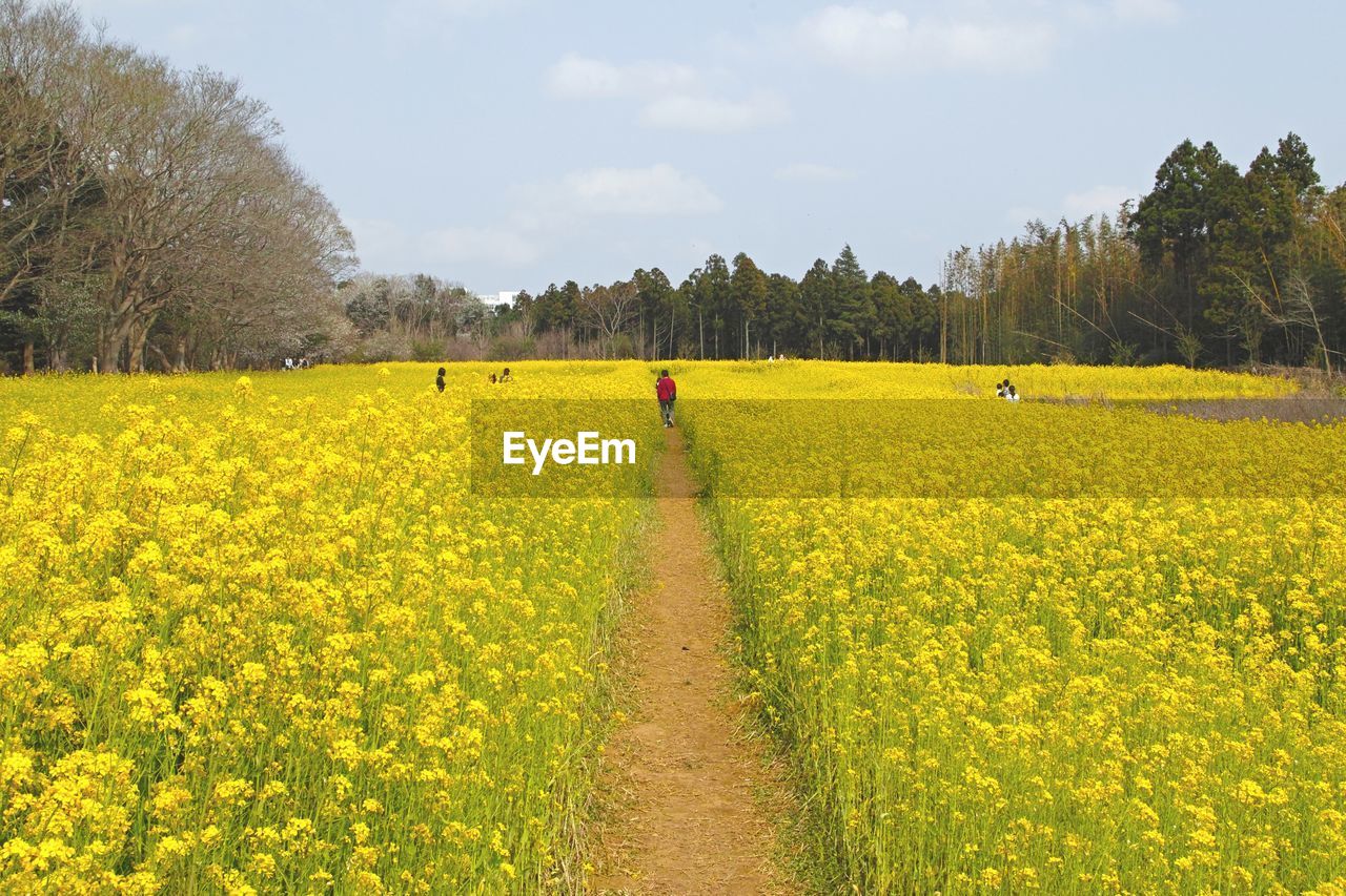 Scenic view of oilseed rape field against sky