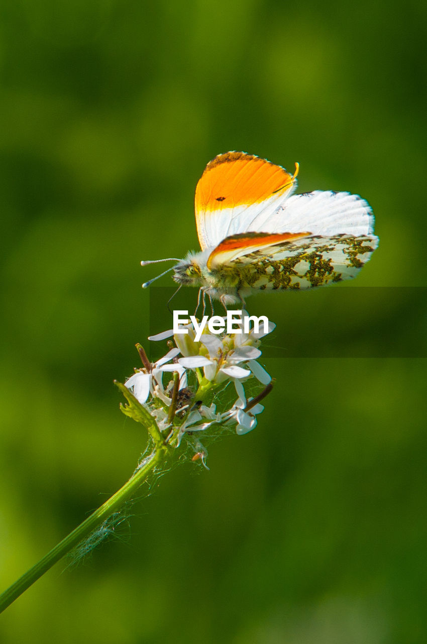 CLOSE-UP OF BUTTERFLY ON PLANT