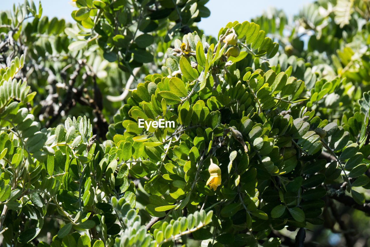 CLOSE-UP OF GREEN LEAVES AND TREE