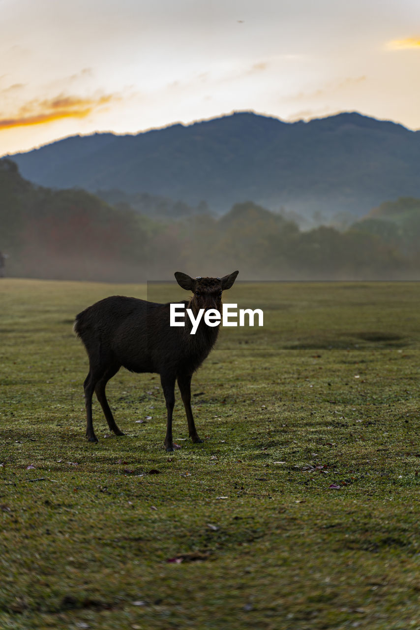 Deer  standing in a field