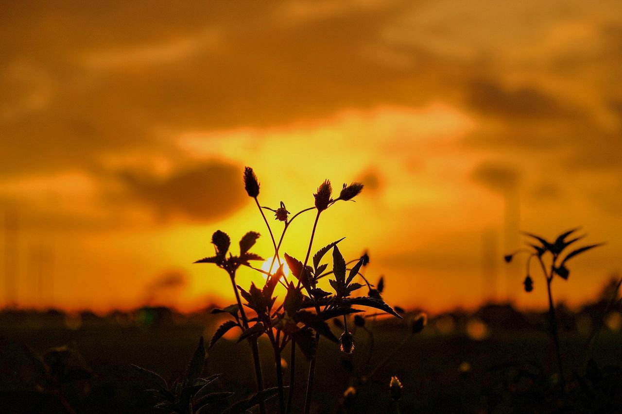 Close-up of silhouette plant against sky during sunset