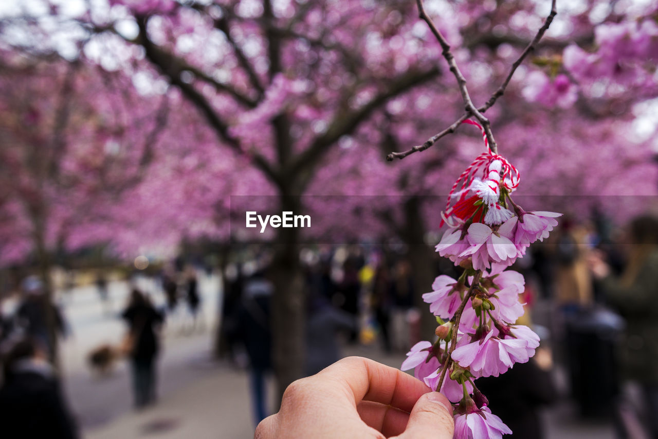 CLOSE-UP OF HAND HOLDING PINK FLOWERS