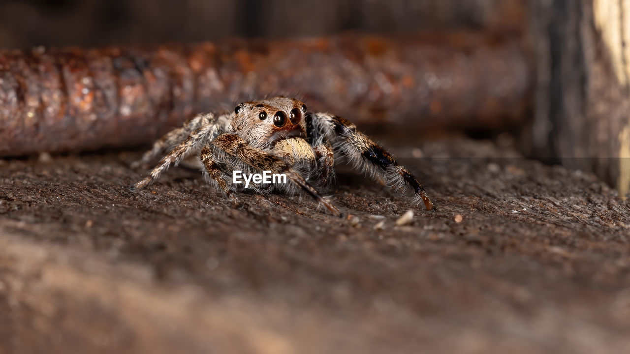 CLOSE-UP OF SPIDER IN THE ANIMAL