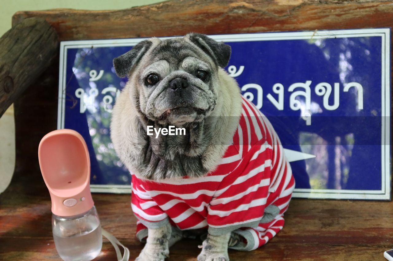 CLOSE-UP PORTRAIT OF DOG BY TABLE ON WALL