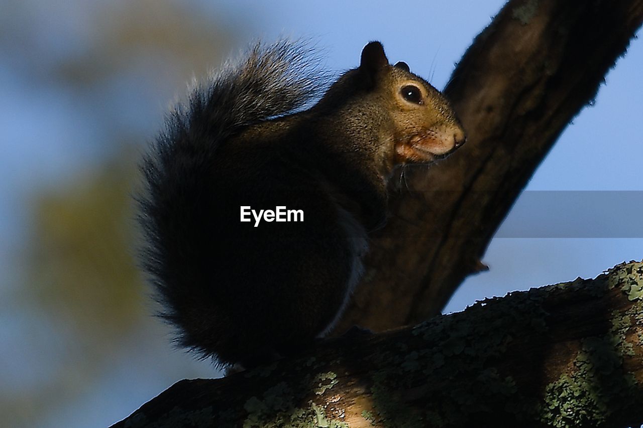 Low angle view of squirrel on tree