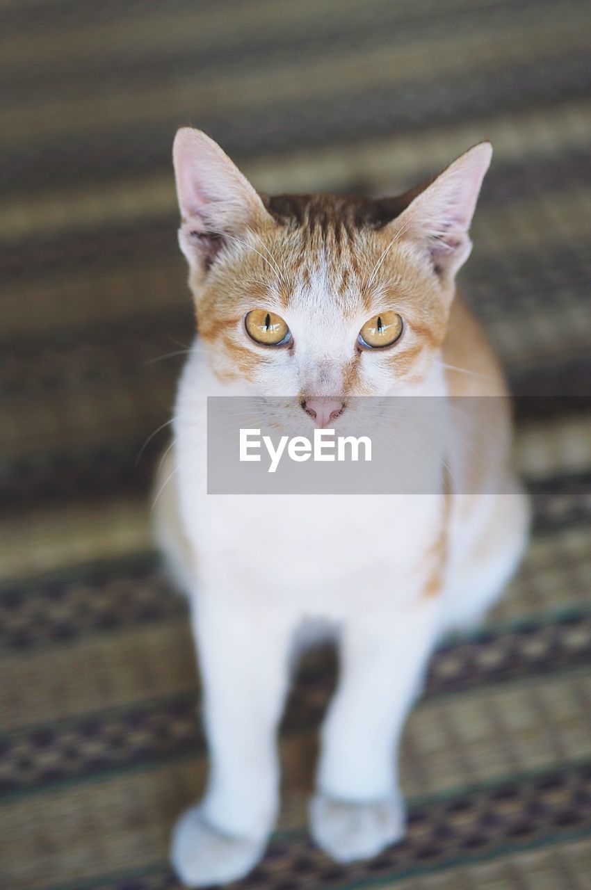 CLOSE-UP PORTRAIT OF CAT ON FLOOR