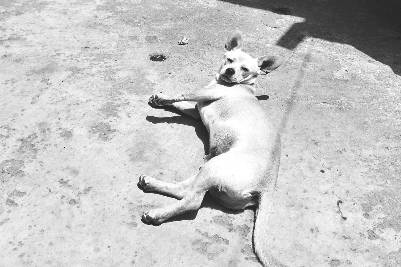 HIGH ANGLE VIEW OF DOG RELAXING ON SAND