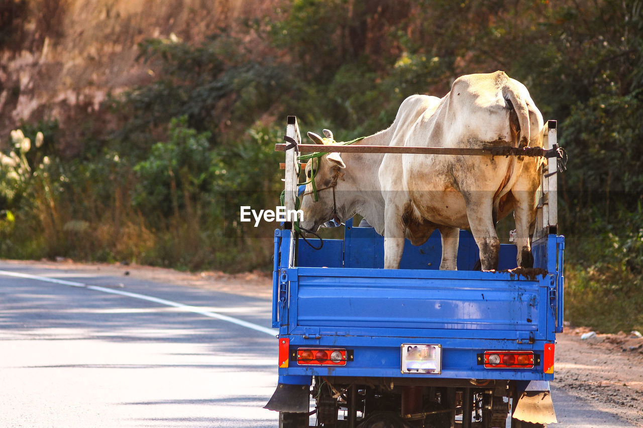 Cattle transported on a truck