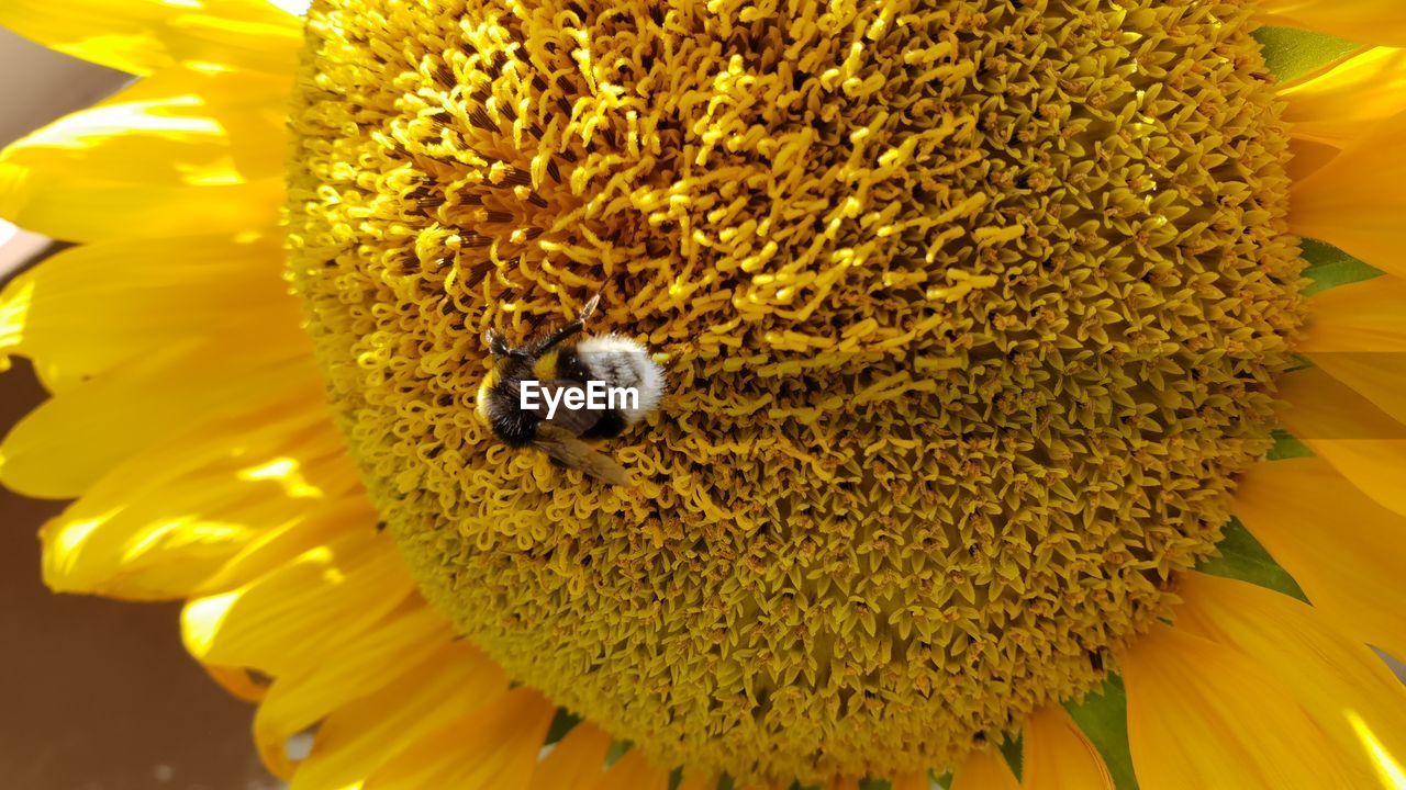 CLOSE-UP OF HONEY BEE ON SUNFLOWER IN BLOOM