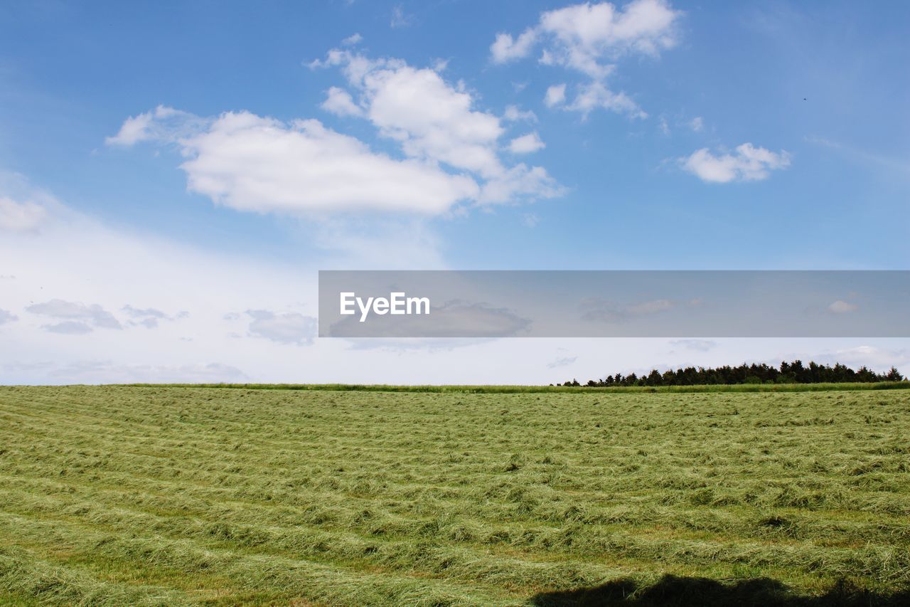 FIELD AGAINST SKY