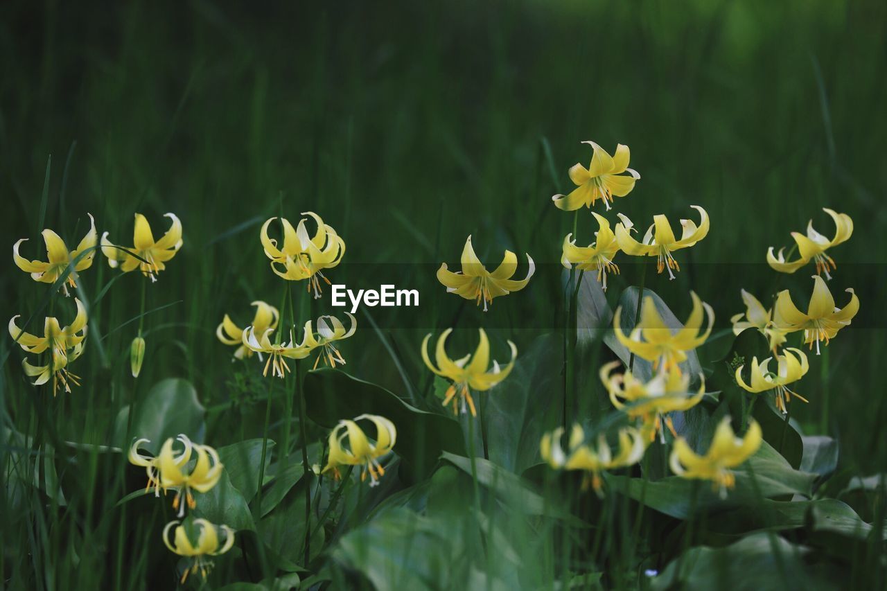 Close-up of yellow flowers against blurred background