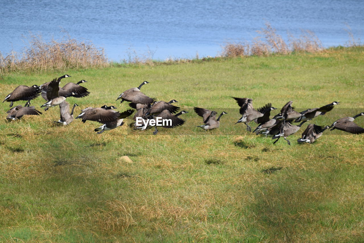 Geese on field