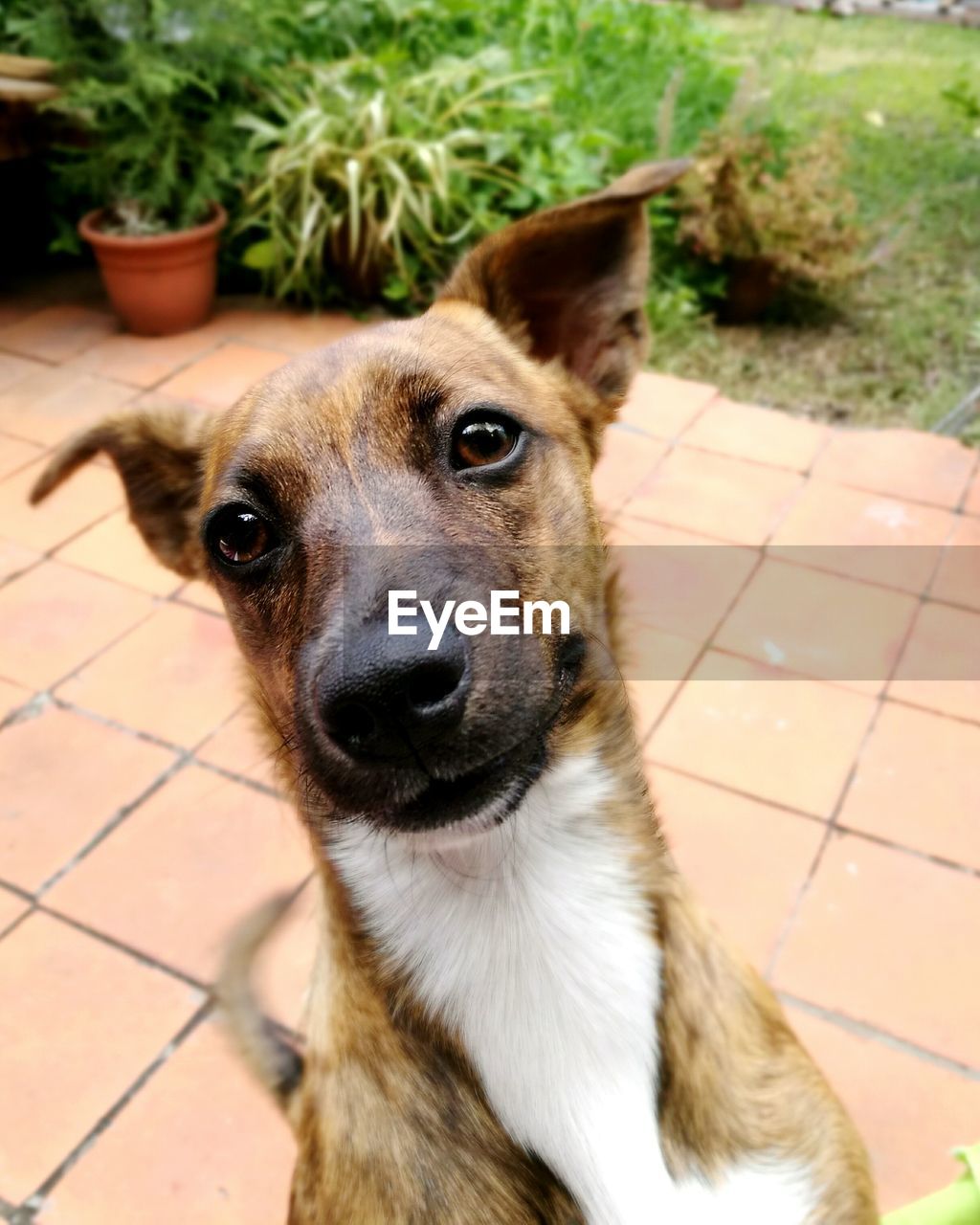 PORTRAIT OF DOG ON FLOOR