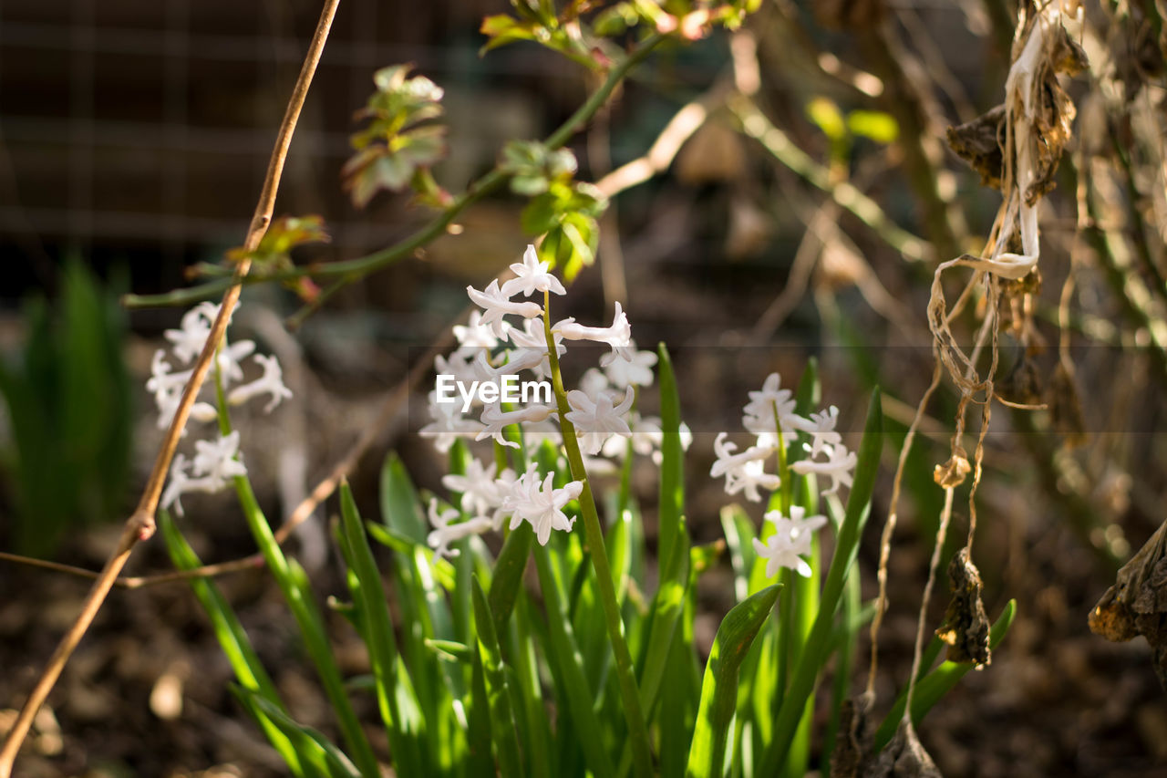 Close-up of white flowering plants on field