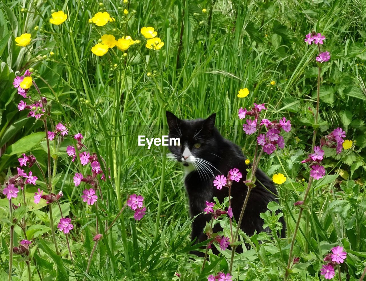 Cat in a wild flower garden in the sunshine 